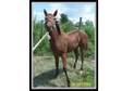 Filly - Horse for Sale in Leesville,  Louisiana